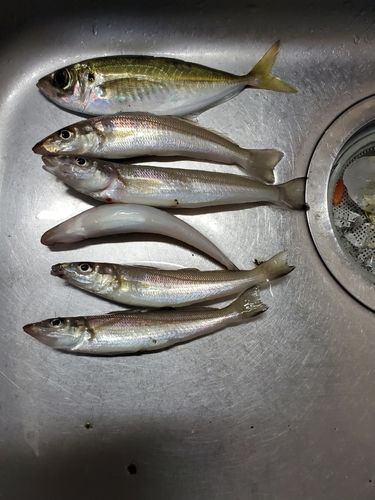 マアジの釣果