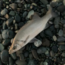 セイゴ（ヒラスズキ）