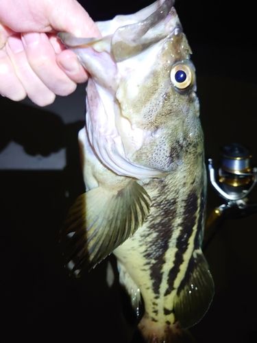 シマゾイの釣果