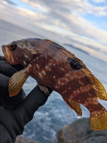 キジハタの釣果