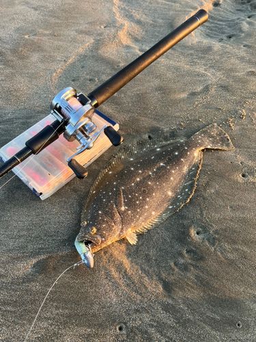 ヒラメの釣果