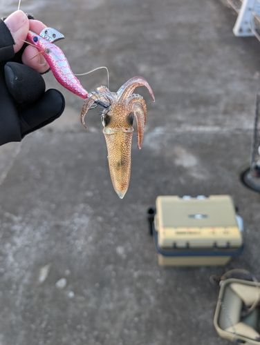 ヒイカの釣果