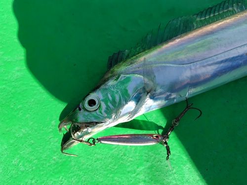 タチウオの釣果