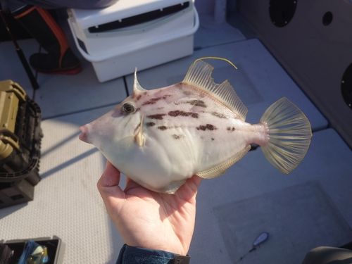 カワハギの釣果