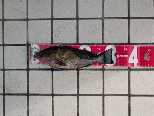 オオモンハタの釣果