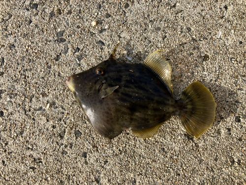 カワハギの釣果