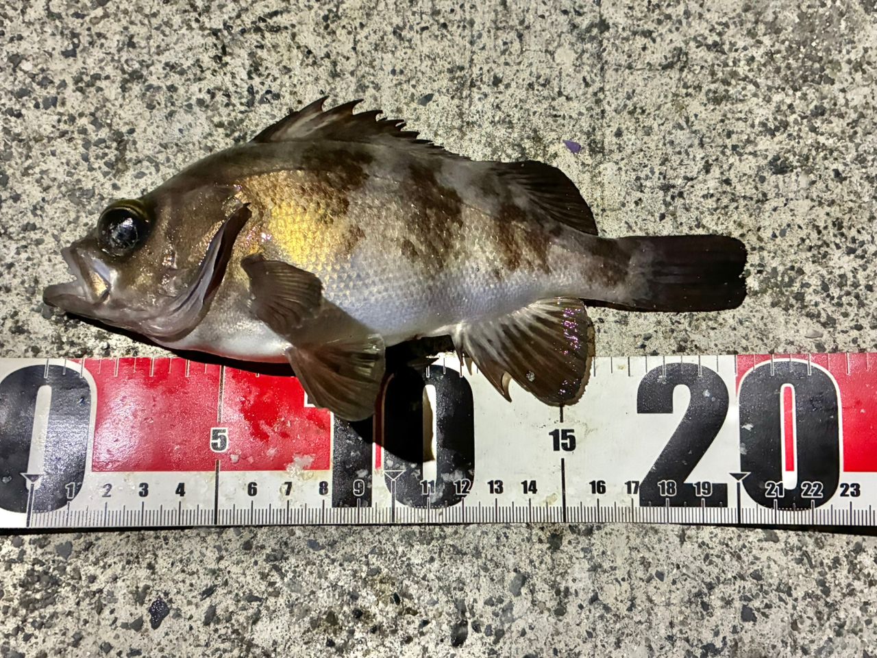 Gamakatsu ラグゼ 宵姫 爽 S73L-solidの最安値・インプレ・釣果 | 本音