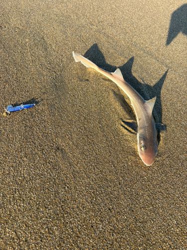 ホシザメの釣果