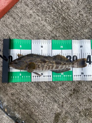 アイナメの釣果