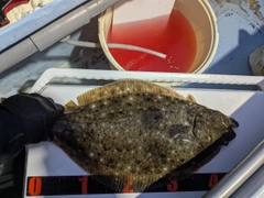 ヒラメの釣果