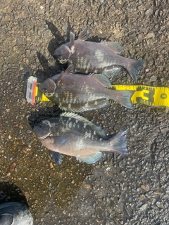 クチブトグレの釣果