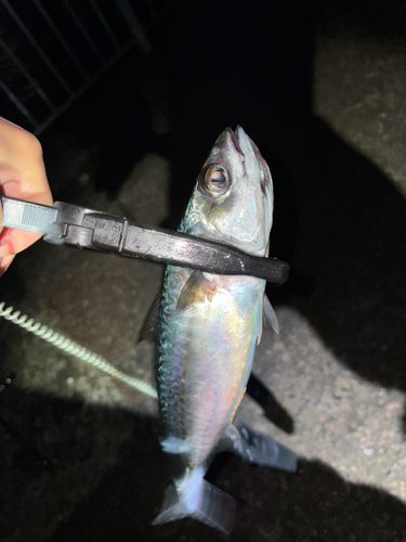 ゴマサバの釣果