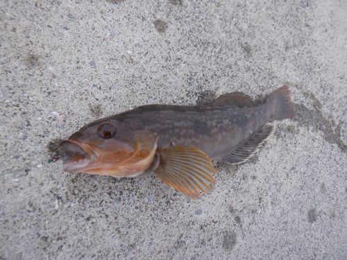 アイナメの釣果