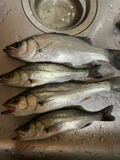 セイゴ（ヒラスズキ）の釣果