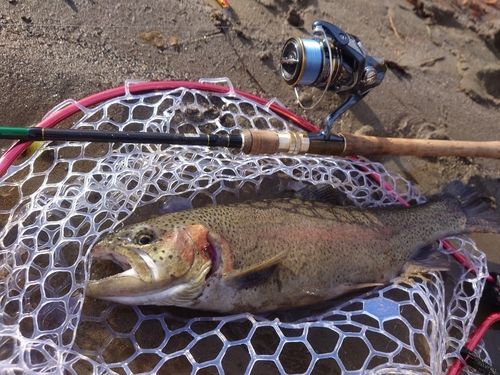 ニジマスの釣果