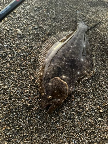 ヒラメの釣果