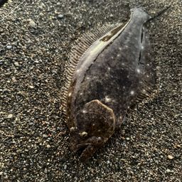 ヒラメ
