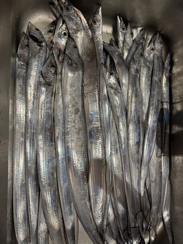 タチウオの釣果