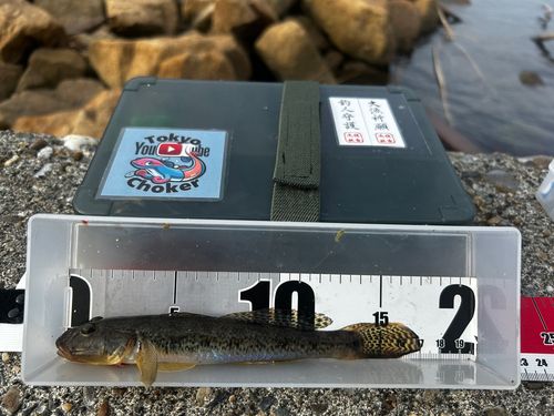 マハゼの釣果