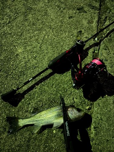 セイゴ（ヒラスズキ）の釣果