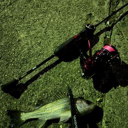 セイゴ（ヒラスズキ）