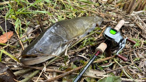 ナマズの釣果