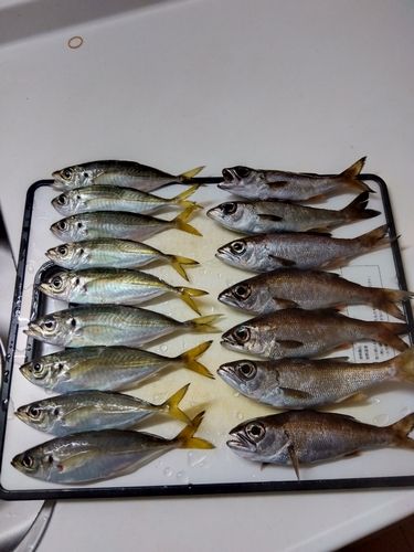 アジの釣果