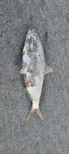 コノシロの釣果