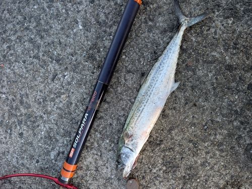 サワラの釣果