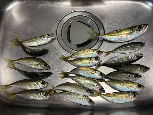 アジの釣果