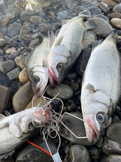 ヒラスズキの釣果