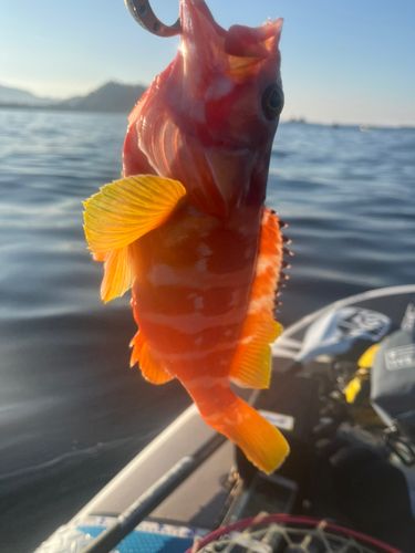 アカハタの釣果