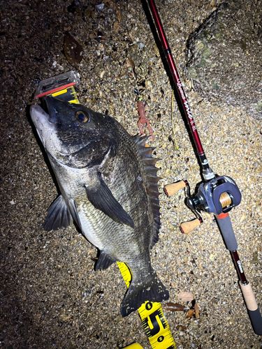 チヌの釣果