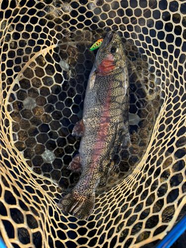 ニジマスの釣果