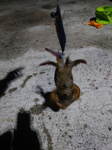 アオリイカの釣果