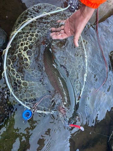 ニジマスの釣果
