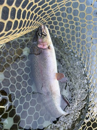 ニジマスの釣果