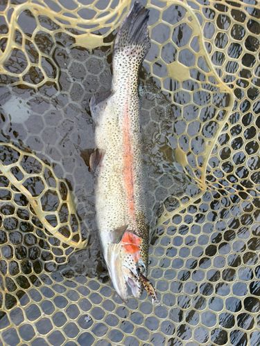 ニジマスの釣果