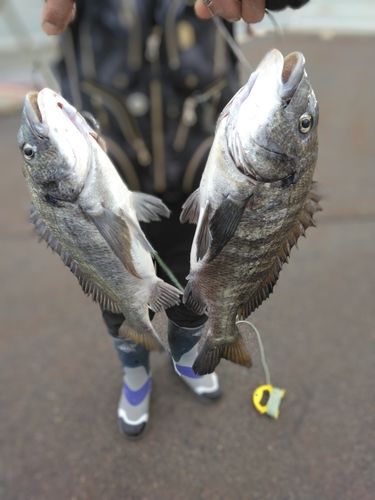チヌの釣果