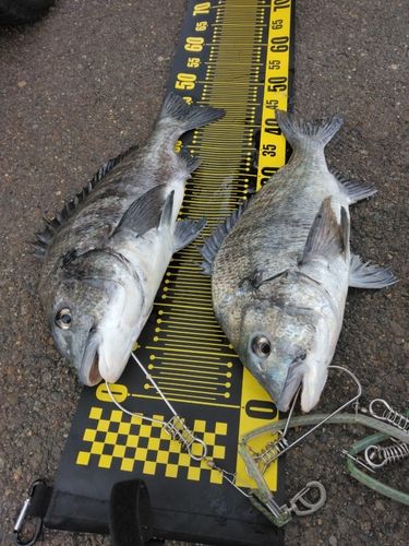チヌの釣果