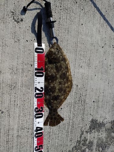 ヒラメの釣果