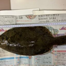 カレイ