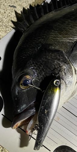 チヌの釣果