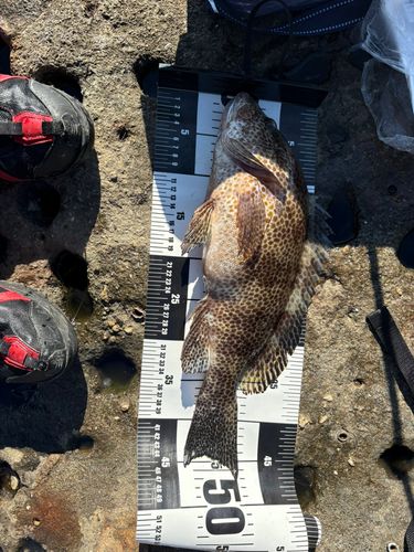 オオモンハタの釣果