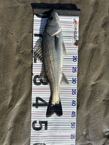 セイゴ（マルスズキ）の釣果