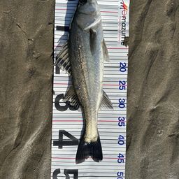 セイゴ（マルスズキ）