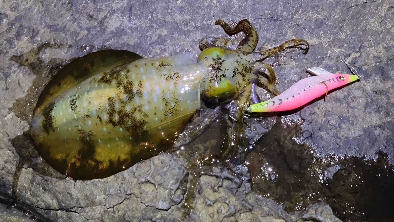 Gamakatsu 23ラグゼ EG X アルティメイト S77ML+-solidの最安値