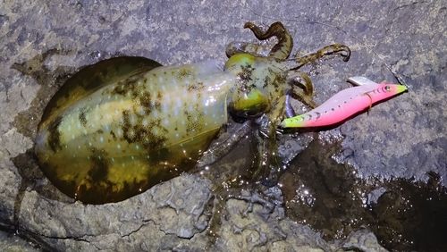 アオリイカの釣果