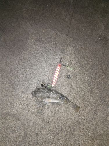 クサフグの釣果