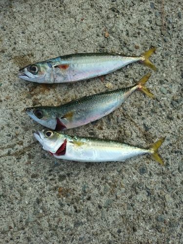 サバの釣果